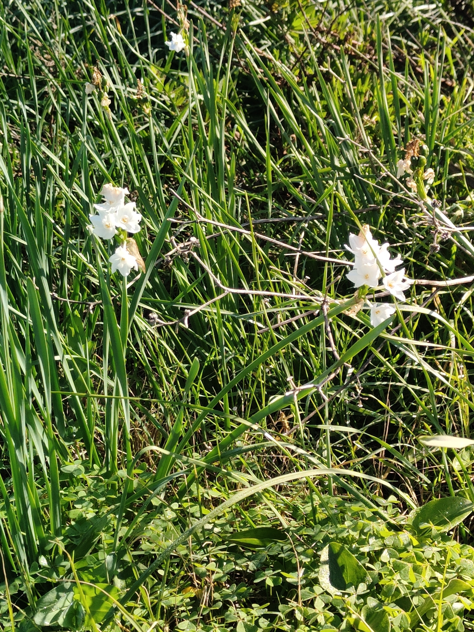 Imagem de Narciso