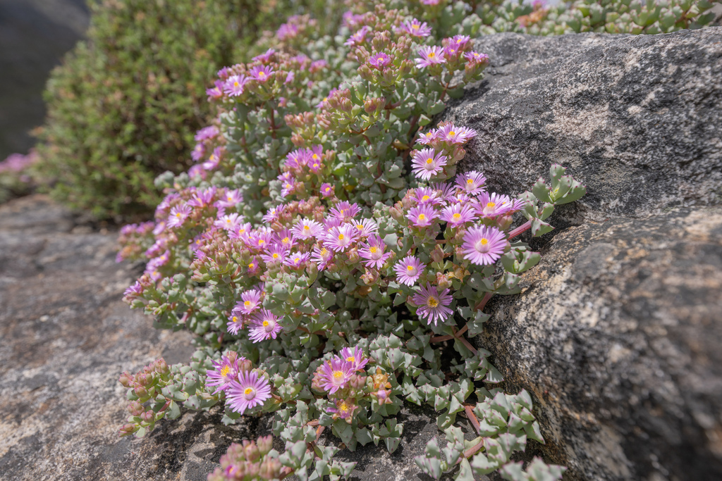 Mesembryanthemum deltoides L. 2