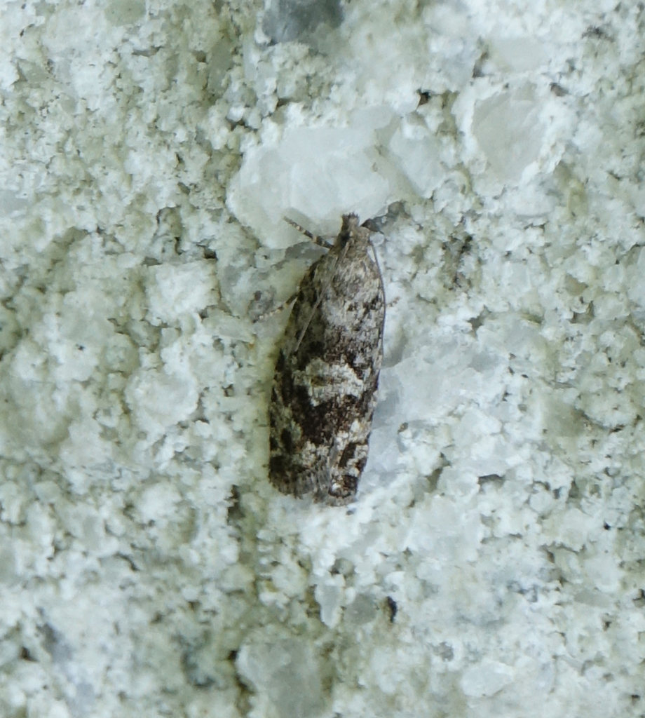 Purple-striped Shootworm Moth