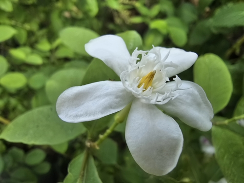 Image of Wrightia antidysenterica by (c) Jakkarin Burananit, some rights reserved (CC BY)