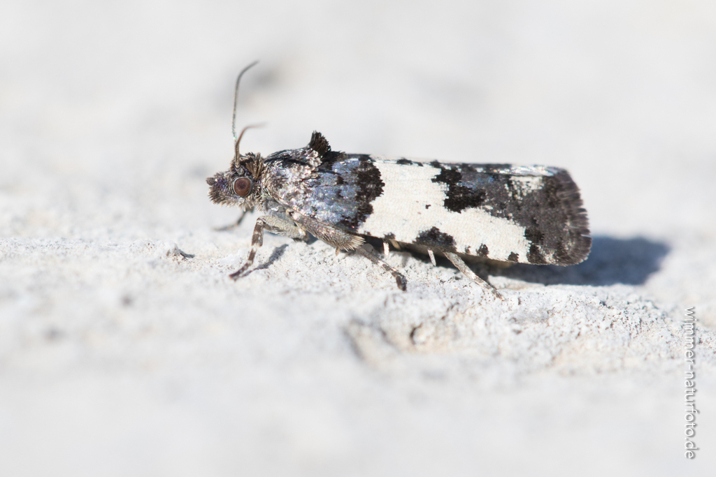 Argyroploce noricana