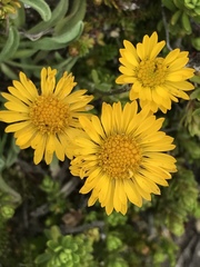 Erigeron aureus