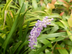 Liriope