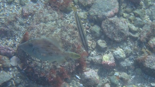 Kelp Filefish