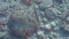 Kelp Filefish
