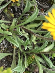 Erigeron aureus