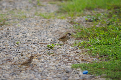 House Sparrow