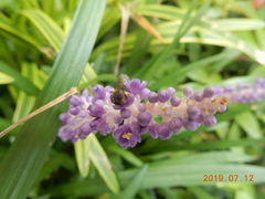 Liriope
