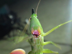 Neoconocephalus exiliscanorus