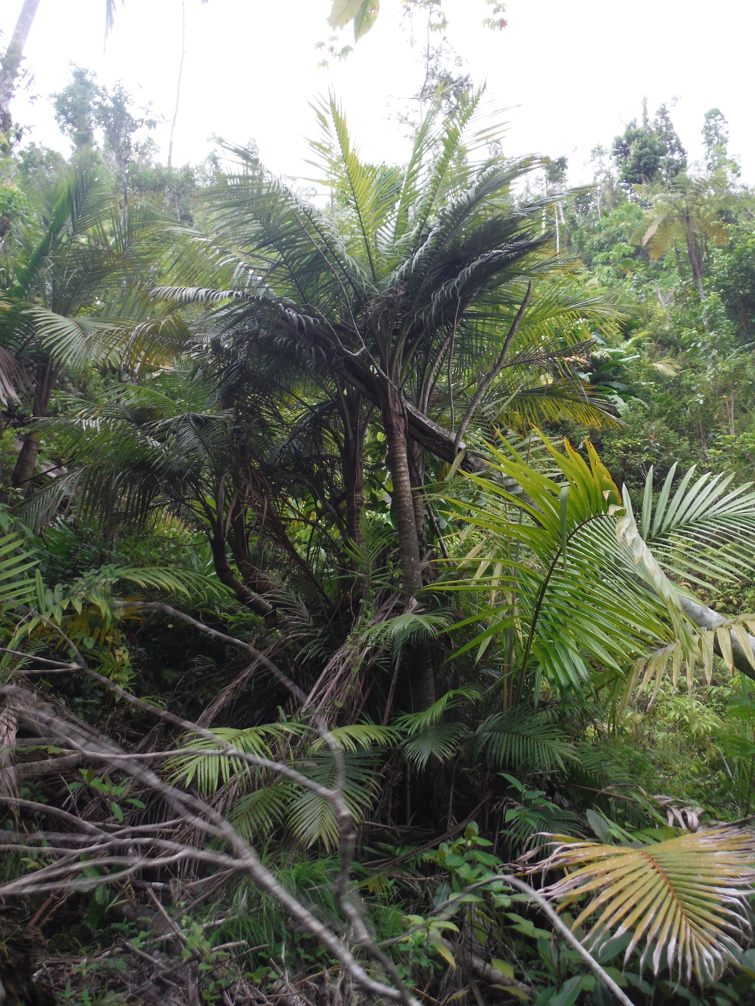 Prestoea acuminata