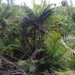 Mountain Cabbage Palm - Photo (c) Martin Reith, some rights reserved (CC BY-NC), uploaded by Martin Reith