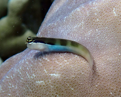 Banda Clown Blenny photo 3
