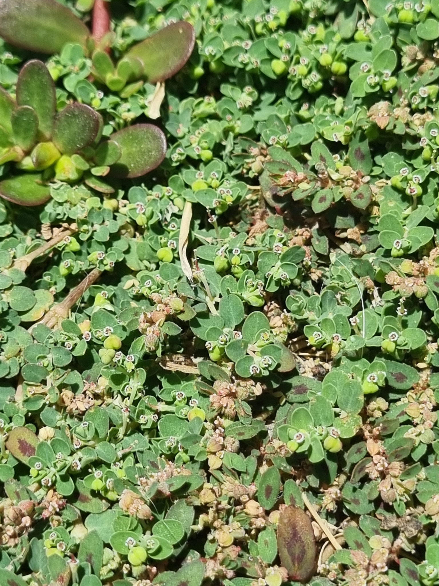 Imagem de Quebra-pedras, quebra-pedras-roxo, erva-pombinha, saxifraga, burra-leiteira, erva-de-santa-luzia, caá-cambui.