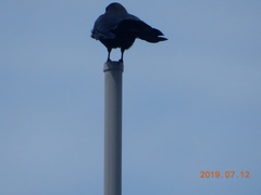 Corvus macrorhynchos