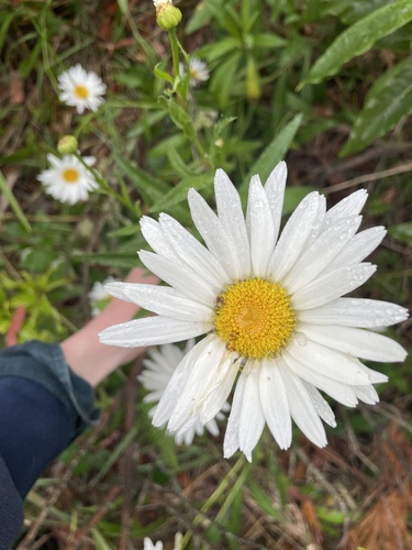 Margarida Shasta