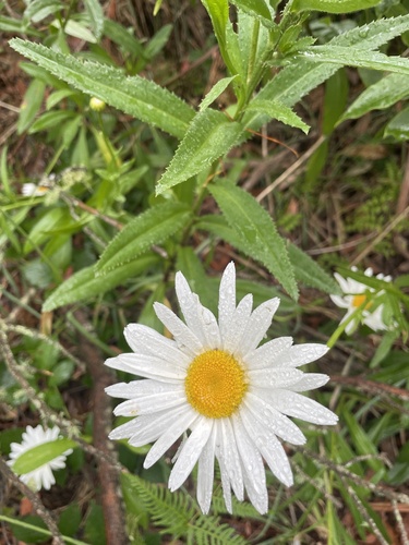Foto de Margarida Shasta