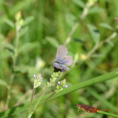 Hemiargus hanno hanno
