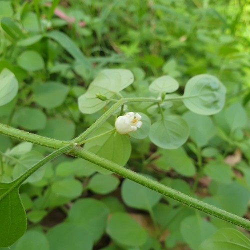 Foto de Batata-de-purga