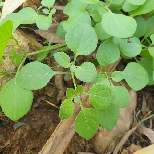 Foto de Batata-de-purga