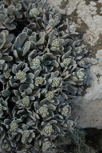 Helichrysum gossypinum, photograph 6