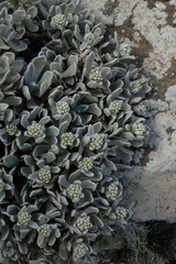 Helichrysum gossypinum, photograph (c) fmunoz, some rights reserved (CC BY)