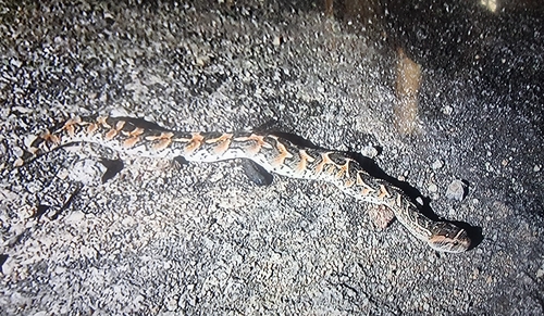 Puff Adder