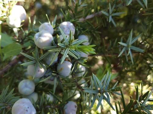 Foto de Cedro-do-mato