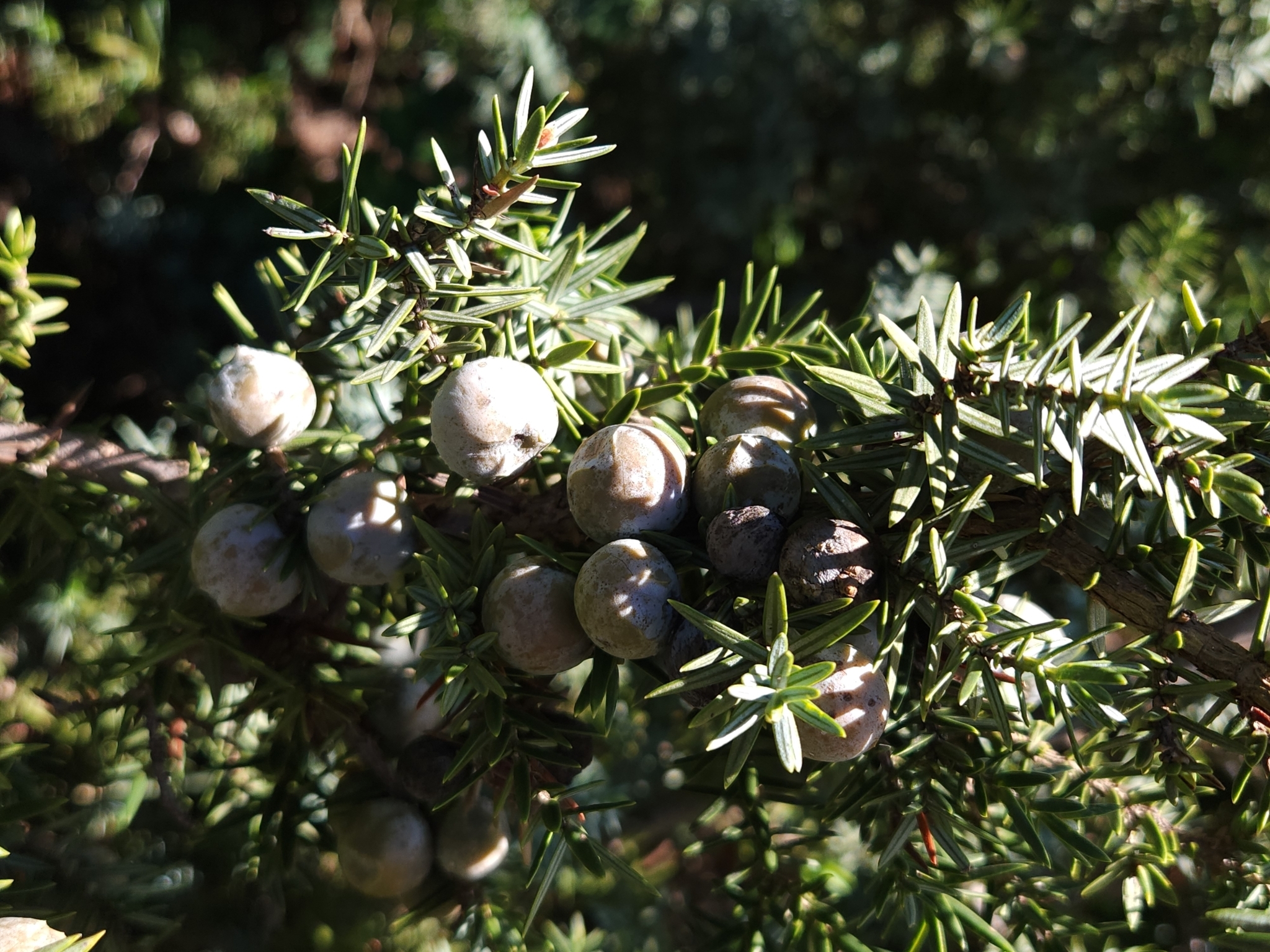 Imagem de Cedro-do-mato