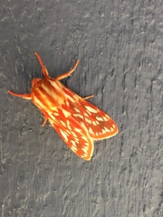 Lophocampa roseata