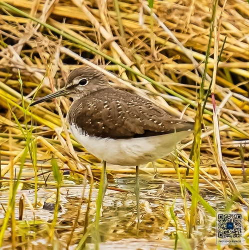 Green Sandpiper