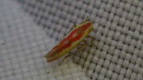 Zygina rubrovittata