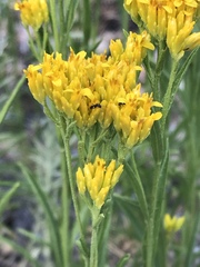 Petradoria pumila