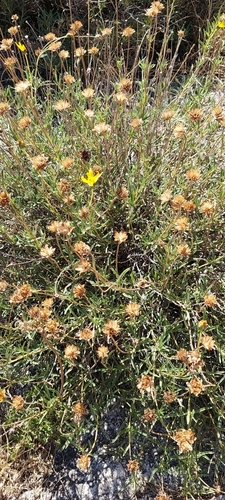 Zexmenia buphtalmiflora, photograph 5