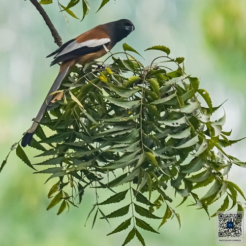 Rufous Treepie