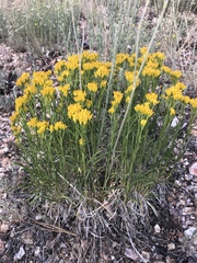 Petradoria pumila