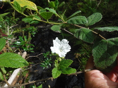 Cordia lima
