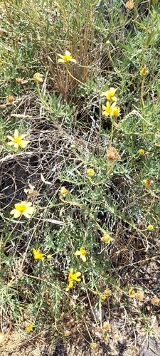 Zexmenia buphtalmiflora, photograph 4