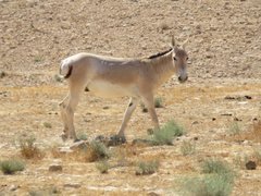 Equus hemionus