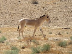 Equus hemionus