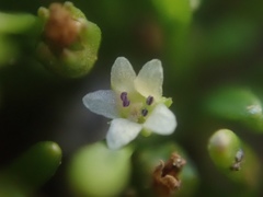 Limosella acaulis