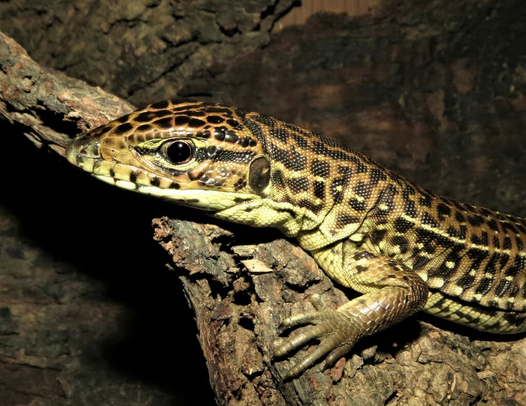 Four-lined Tegu