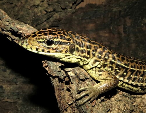 Four-lined Tegu, Tupinambis quadrilineatus