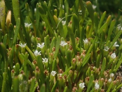 Limosella acaulis