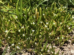 Limosella acaulis
