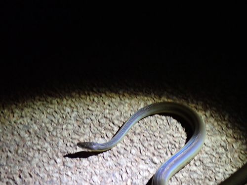 Water Python sighting