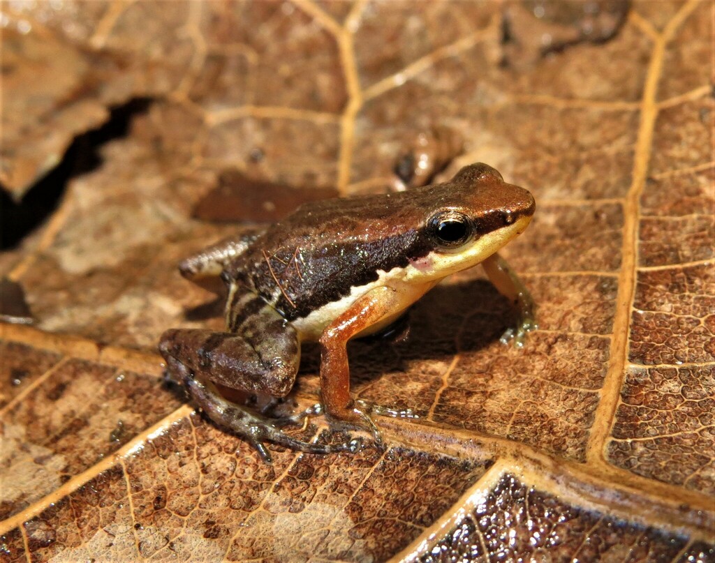 Goias Rocket Frog