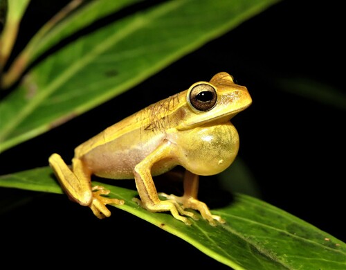 Chapada dos Veadeiros Tree Frog, Boana goiana