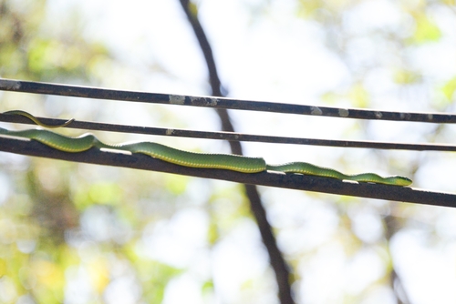Blue-eyed Bush Rat Snake