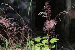 Heuchera rubescens
