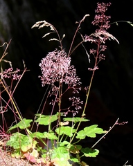 Heuchera rubescens